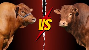 Limousin Versus Senepol. En este video, comparamos dos de las razas de ganado más populares: Limousin y Senepol. Analizamos sus orígenes, eficiencia alimenticia, producción de carne, adaptabilidad al clima y mucho más. #ganaderia #gado #gadodecorte #gadoleitero | Infoagrìcola
