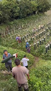 6.8K views · 18 reactions | Perkebunan labu panjang yang dibudidayakan skala besar di negara China #fyp #viral #trending | Mardianto Berkebun | Facebook