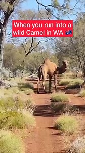 We saw a few camels as we travelled in Outback WA and QLD. Where have you spotted them - or would you like to? 📸: Nerida Elsley-Auld #camel #camels #outback #Australia #campsaustraliawide #wildlife #camping #freecamping | Camps Australia Wide