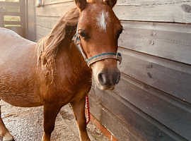 Teeny Tiny Shetland for loan - £15