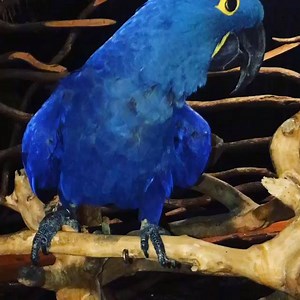 111 reactions · 127 shares | Hello from our feathery friend, Skylar! She has such a beautiful complexion. #ZWFMiami | Zoological Wildlife Foundation | Facebook