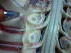 Anatomy Guide - Spinal Cord