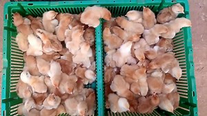 COMMENT RENTABILISER DANS L'AVICULTURE? A vos marques,il vous faut une couveuse industrielle et vous faire former. Beaucoup de gens voudraient s'aventurer dans l'aviculture mais ne savent pas comment. L'élevage de volailles, en particulier l'élevage de poulets, n'est pas difficile à démarrer pour avoir beaucoup de poulet en une année. Dans différentes localités en Afrique et au burkina faso,La plupart des jeunes quittent leurs zones rurales à la recherche d'un emploi dans les capitales du pays s