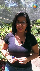 Um dos eixos da FEBAN 2022 será a forte presença de empresas e cooperativas ligadas ao plantio e produção de flores diversas. A nossa repórter Thaise Feitoza foi conhecer uma dessas experiências que estará presente na FEBAN 2022. Confira no vídeo! Prefeitura de Jacobina, escrevendo uma nova história! #PrefeituraDeJacobina #Jacobina #Bahia | Prefeitura de Jacobina