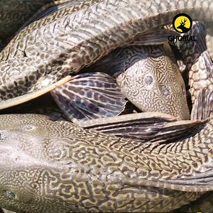 39K views · 543 reactions | ভয়ংকর সাকার ফিস এখন উন্মুক্ত জলাশয়ে /...