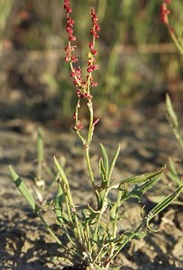 Rumex acetosella - Alchetron, The Free Social Encyclopedia