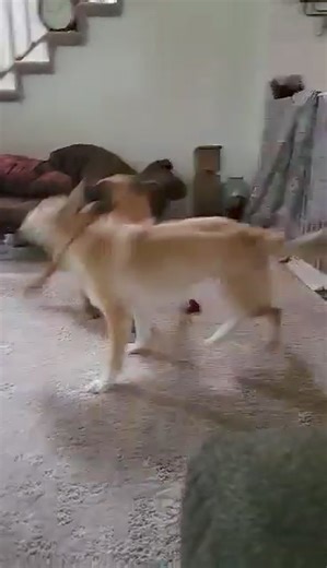 White Paws German Shepherd Rescue on Reels