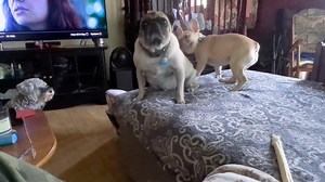 Bonnie va t elle être tranquille après s'être faite chicaner par tous  | Pension Pepper | Facebook