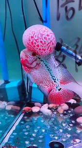 Beautiful flowerhorn fish #flowerhorn #flowerhornfish #flowerhornlover #flowerhornkeeper #flowerhorncichlid #flowerhornindonesia #flowerhornfishlovers #cichlid #cichlidtank #cichlidkeeper #cichlidsofinstagram #cichlidlove #cichlidaquarium #cichledfish #aquarium #aquariumhobby #aquariumfish #aquariumlife #aquariumsofinstagram #aquariumofthepacific #aquriumfish #aquariumfishtank #aquariumfishlove #AquariumFishFood #aquariumfishes #beautifulfish #beautifulfishes #colourfulfish #colourfulfishes #col