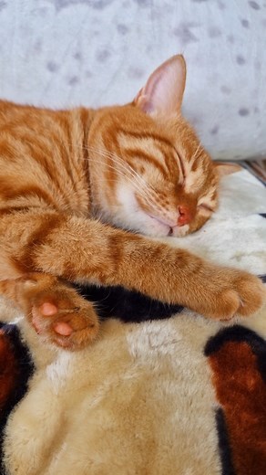 18K views · 707 reactions | Cats Tyger Blake and David Bowie wish you #HappyCaturday  | Fat Cat Art | Facebook