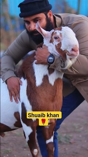Bakra Eid Mubarak ✨️ 💖 #bakraeid #trending #shorts #viral #youtubeshorts