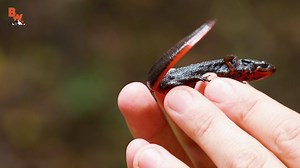 Coyote and the crew are in one of the most remote and diverse ecosystems in Japan! Get ready, you’re about to see one extremely POISONOUS and DEADLY Fire Belly Newt! | Coyote Peterson