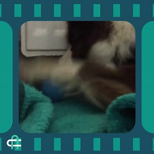 Arthritic dogs like to play too! There are lots of games you can still play with your arthritic dog. Using things from around the house or garden can be a brilliant way to increase activity at a slower pace and keep brain stimulation high. - Cardboard rolls (toilet/kitchen/wrapping paper) – easy but effective! Place a biscuit or few inside the roll, fold up the ends and give to the hound. Watch them root around and find the treat. - Cones/flower pot/Cups – we love this game! All it involves is a