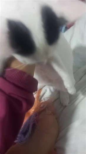 Videos de ANDERSON ALEJANDRO ALBA (@andersonalejandro975) con “sonido original - 𝖊𝓵𝐢t𝐞”