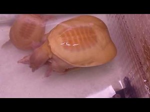 Albino soft-shelled turtle mating