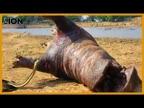 10 Unforgettable Black Mamba Attacks: Animals Paralyzed Instantly! | Animal Fights