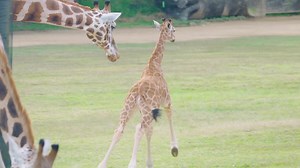 12K views · 1.4K reactions | Our newest giraffe calf, Zarafa, has captured our hearts with her playful and curious nature. Check out the African savannah on your next visit to Australia Zoo, and admire this gorgeous girl along with the rest of the herd of giraffes! 漣 | Australia Zoo | Facebook