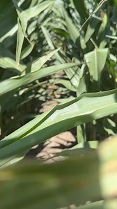 7.5K views · 203 reactions | #farmer #rancher #corn #crop #harvest | femalefarmerrancher | Facebook