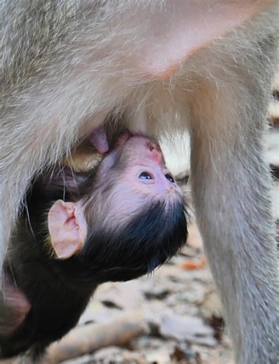 6.7K views · 1.3K reactions | Ohho Really beautiful newborn monkey name bean, baby monkey bean so cute. | Lovely Monkey | Facebook