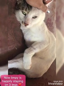 Limpy Story ❤️ Limpy was rescued from G7 Islamabad. His front leg was crushed by car.. He was in alot pain. We got his surgery done and now he is MASHALLAH staying happily.. He is now vaccinated and neutered as well.. 😻🥰 #Savethehelpless #animalrights #lovestray | Critters Ark welfare Organization