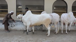 60 reactions | ❤️❤️❤️GULF CATTLE FARM❤️❤️ ❤️❤️House Of Dhani Bulls...