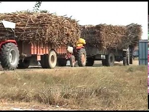 Sugarcane cultivation in India