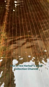 1.2K views · 55 reactions | Places most people never go. A little tour of our Adult Collection Channel, all the way to the base of our South Fish Ladder. This channel spans the entire powerhouse and offers adult fish multiple entrance points to the fish ladder. Extra long video, but it’s worth it. | Ice Harbor Lock and Dam - WallaWallaUSACE | Facebook