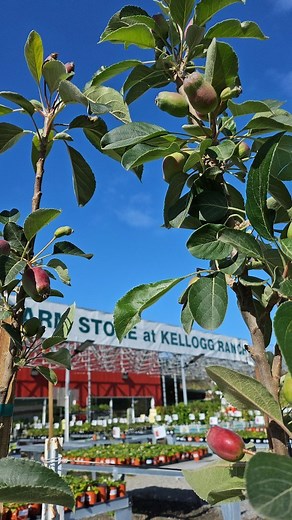 Our nursery is fully stocked with a diverse selection of @davewilsonnursery fruit trees, including Apple Trees, Aprium Trees, Asian Pears Trees, Cherry Trees, Fig Trees, Multi-Grafted Trees, Nectarine Trees, Peach Trees, Pluerry Trees, Plum Trees, Plumcot Trees, Pluot Trees, Pomegranate Trees. Come explore our wide range of fruit trees. We are open daily from 10am- 6pm . . #gardenready #horticulture #fruittrees #gardenjoy #springgarden | Cal Poly Pomona Nursery at The Cal Poly Farm Store at Kell