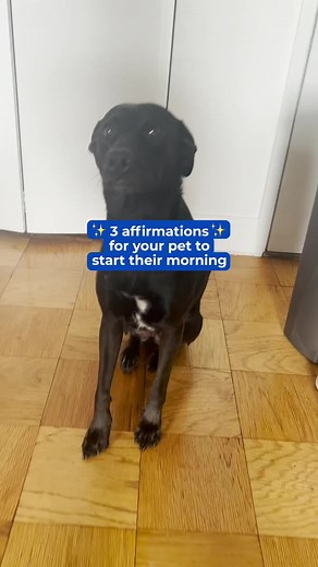 *I’m the most loyal furry friend.* #nationwide #positive #pets #insurance