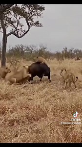 4.6M views · 42K reactions | Hakuna battle ngumu porini kama ya simba na mbogo…pamoja na nguvu na umoja wa simba, mbogo nao wana nguvu na umoja pia.Lions vs buffalo- a heavyweight fight and a hard one for the lions 女 The Buffalo is way strong to be laid down by the lion. To make up, the lion is endowed with teamwork, but other buffaloes offer support to defeat the lions #VisitTanzania | Utalii Plus Tanzania | Facebook