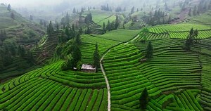 Beautiful green tea field in spring mountain at Sichuan China aerial nature landscape 4k clip