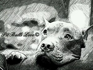 🐕Sad How a nickname hurts so many dogs🐕 Thank you Very much Robin Rock for all of your hard work and dedication here is the link to her post https://www.petfinder.com/pet-adoption/dog-adoption/myths-and-facts-about-pit-bulls/ By Robin Rock It is a fact that Pit Bulls are one of the most maligned and misunderstood dog breeds in the world. Here are some of the myths I’ve encountered while working with Pit Bulls: MYTH: Pit Bulls have locking jaws. Reality:Pit Bulls do not have any special physica