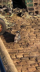 3.4K views · 151 reactions | Seal sunbathing in the harbour #seal #harbour #southbay #scarborough #scarboroughuk 玲☀️ | All things Scarborough | Facebook