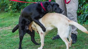 Why do dogs hump? Pet behaviorist explains
