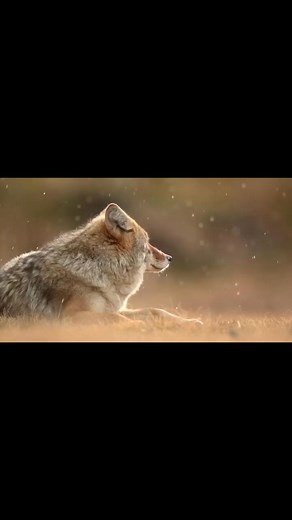 A beautiful Coyote in the snow. Found this sleepy coyote in Yellowstone yesterday, and was able to army crawl my way to get into position to get these nice ground level shots. What a beautiful animal! • • • #coyote #grandtetons #nationalpark | Devith