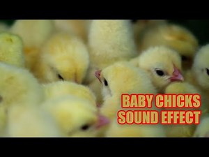 Baby Chicks Sounds 🐤 Little Chicks Peep 🐣 Baby Chickens Chirping