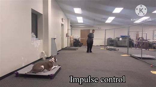 Storm and his trainer having some structure play | The Dog Wizard | Facebook