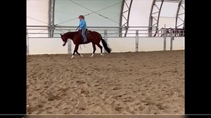 9.7K views · 95 reactions | WORLD CLASS APHA HUS 2019 bay overo mare...
