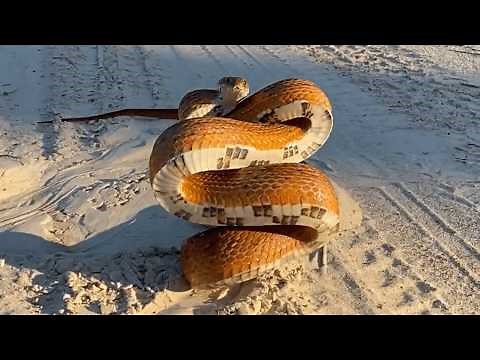 Damn Nature You Crazy | Insane Animal Fails