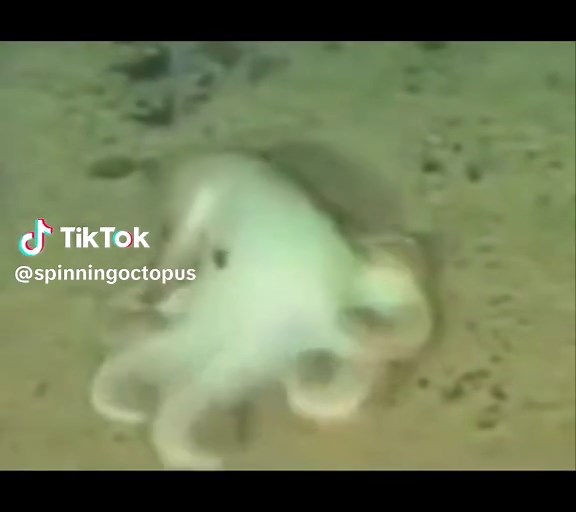 spinningoctopus on TikTok
