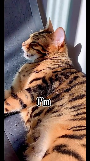 🥱 🥱 🥱 #tired #cat #augustgoals #sleep #sleepy #cutecat #cutecats #catlover #sleeping #cats #savannahcat #bengalcat #anthem #lazy #funny #cute | I’ll Show You My Kitty If You Show Me Yours