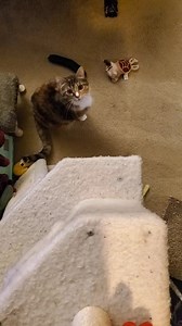 99K views · 3.7K reactions | "Your mother was a hamster and your father smelt of elderberries!" #MontyPython | Cat Cosplay | Facebook