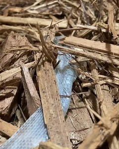 One of the baby gray rat snakes from earlier this year, inside its recent shed skin! Pantherophis spiloites #reptiles #snake #babysnake #zoo #baby #ZOOBABY #zoobaby #pantherophis | Kentucky Reptile Zoo