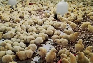 Chicken feed: Prices of grain corn, soybean meals up by 13 pct & 11 pct