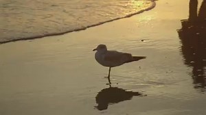 Pine Knoll Shores is home to lots of Crystal Coast fun, with the NC Aquarium at Pine Knoll Shores, Roosevelt Natural Area and plenty of beach access points to enjoy the surf, sun and sand. Enter to win a Pine Knoll Shores getaway here: http://bit.ly/1XexfMu | The Crystal Coast