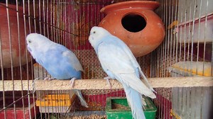 lovely clearwing budgerigar sounds and mating call #kolmishak #parakeet #budgie #budgerigarbird #lovebirds #Mirpur #parrots #birds #matingcall #matingdance #matingsounds #mating | Kingdom of Hobbies | Facebook