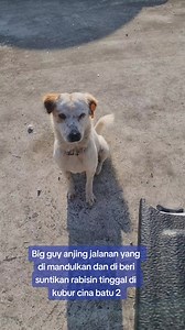 4.8K views · 1K reactions | Big guy anjing jalanan yang di mandulkan dan di beri suntikan rabisin tinggal di kubur cina batu 2 Kadang-kadang sedih mengenang nasib mereka di luar sana   Mrfrancisngu Hownhua | Francis ngu hown hua page | Facebook