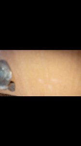 Java Sparrow Chicks 😍😍 | Kashif Khan Aseel