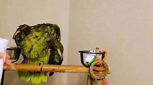 3.1K views · 646 reactions | It's time for a shower, and Tikal loves to get wet. He eagerly participates as he gets a gentle spray shower, even lifting up his stunning wings to make sure that he can get as wet as possible. Tikal would shower 24 X 7 if he could - he just can't get enough of that water. Such fun to watch his feathers slowly turn to an olive green shade as they soak in the water. #tikaltheamazon | Max the Moluccan | Facebook