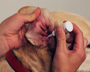 How to Apply Ear Drops - How To - The Veterinary Expert - Pet Health Videos